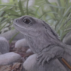 Wildlife Art Course - Module 5