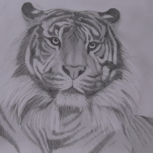 Wildlife Art Course - Module 2