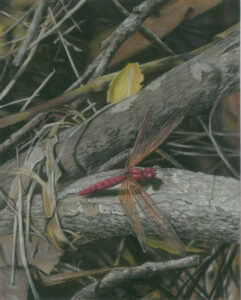Dragonfly - pitt pastel pencils