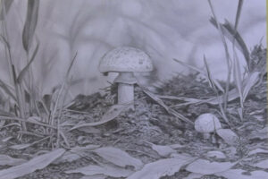 Fungi - graphite Pencil