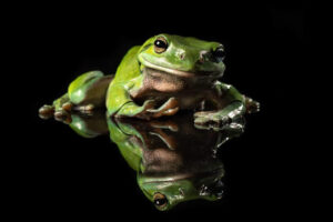 Green Tree Frog - colour pencil