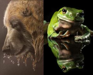 Brown Bear Tutorial with Green Tree Frog Tutorial