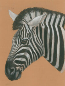 Zebra in water colour pencils