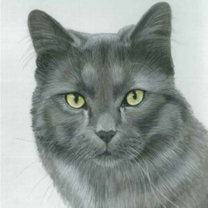 Cat - grey in pitt pastel pencil