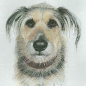 Pet Portrait Workshop Saturday Sept. 28th 2024