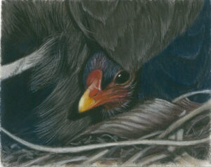Moorhen Chick - pitt pastel pencils A5