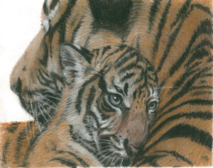 Tiger Cub A5