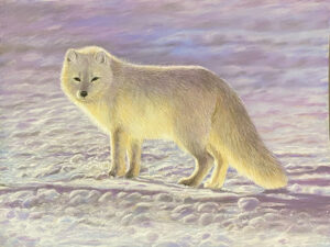 Arctic Fox