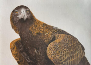 Wedged-tail eagle - pitt pastel pencils