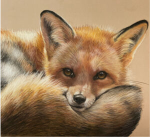 Red Fox Cub - pitt pastel pencils