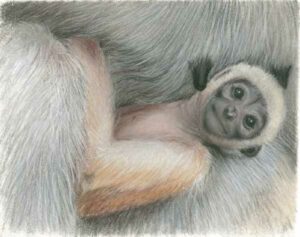 Monkey Baby - pitt pastel pencils.  A5