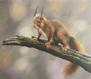 Red Squirrel - pitt pastel pencils