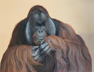 Male Orangutan