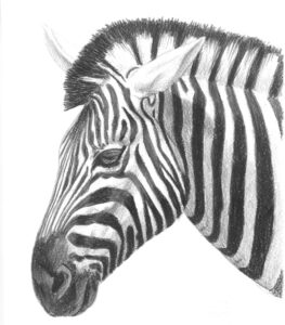 Zebra in colour pencils