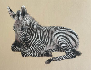 Zebra baby pitt pastel pencils