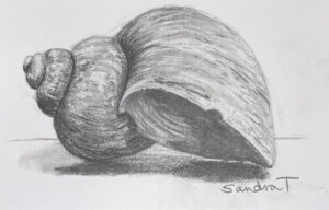 4. Snail Shell