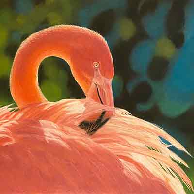 Flamingo – pitt pastel pencils