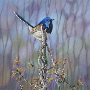 Wren – pitt pastel pencil