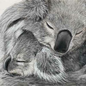 Koala mum and baby – pitt pastel pencil – A5
