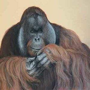 Orangutan Male