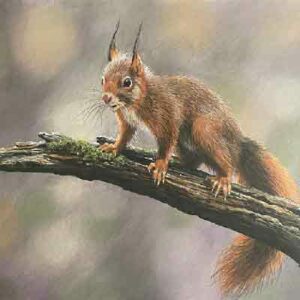 Red Squirrel – pitt pastel pencils