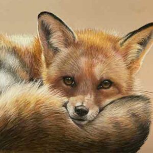 Red Fox