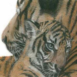 Tiger mum and cub – pitt pastel pencil – A5