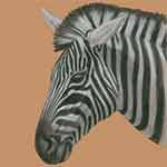 Zebra in Pitt Pastel Pencils