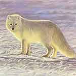 Arctic Fox – pitt pastel pencils