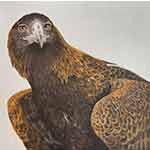 Wedge-tailed Eagle