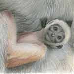 Monkey Baby – pitt pastel pencil – A5