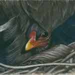 Moorhen – pitt pastel pencil – A5