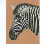 Zebra in water colour pencils