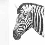 Zebra in colour pencils
