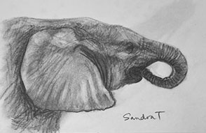 11. Elephant