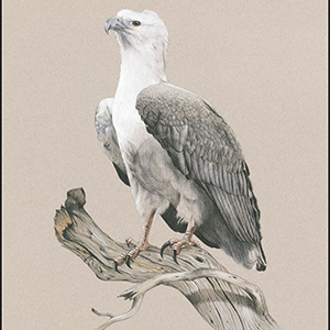 'Magestic Superiority'