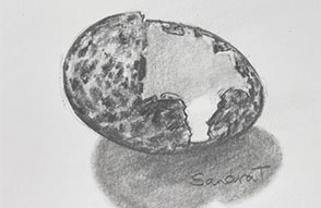 8. Egg Shell