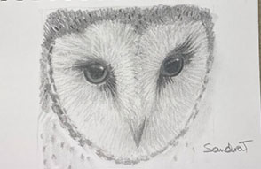 9. Owl