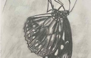 19. Butterfly