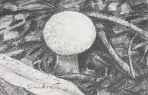 31. Fungi