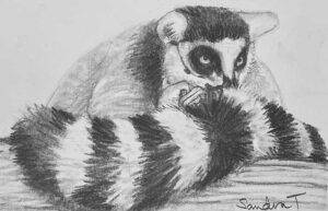 34. Lemur