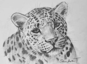 37. Leopard