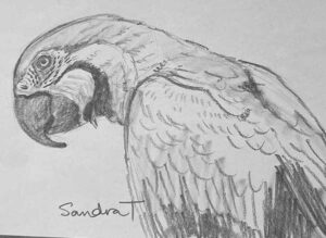 38. Macaw