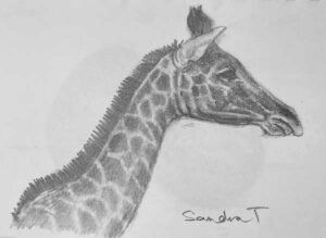 39. Giraffe