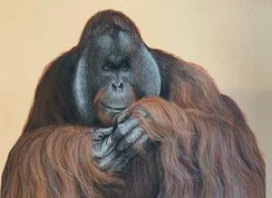 Orangutan Male