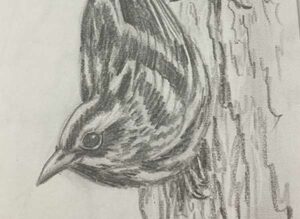 41. Warbler