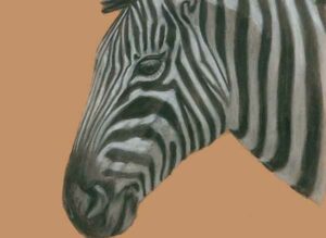 Zebra  -pitt pastels