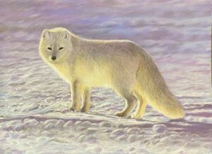 Arctic Fox