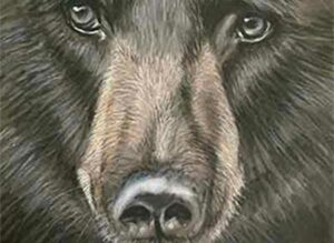 Bear Face