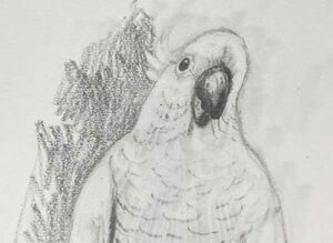 43. Cockatoo